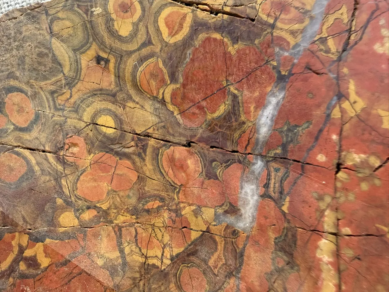 Cut and polished poppy jasper, close: gold-cored red orbs ringed in dark bands, in a rust groundmass