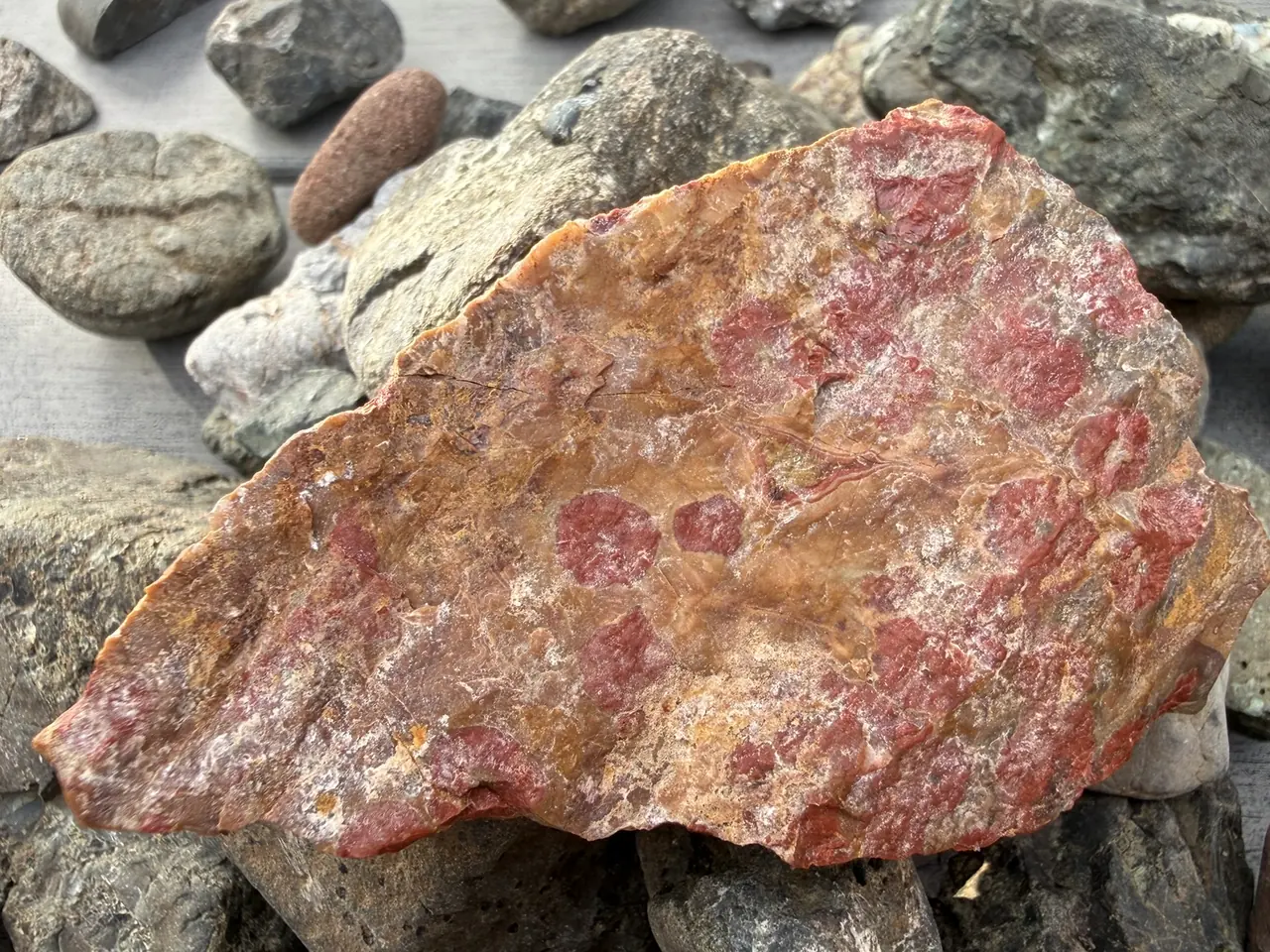 A rough, unpolished piece of poppy jasper among creek cobbles: red poppies showing through a tan weathered surface